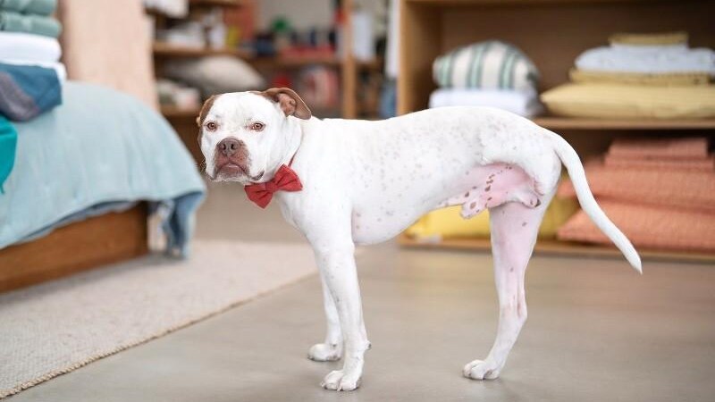 Take Me Home: Chevy